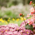 Close up macro flower