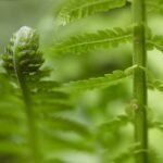 fern, fern fronds, dryopteris-8657058.jpg
