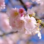 blossoms, cherry blossoms, pink-8660473.jpg