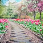 pathway, path, pink tulips-2289978.jpg